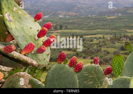 Opuntia ficus-indica Feigenkaktus, in einem griechischen Landschaft Stockfoto