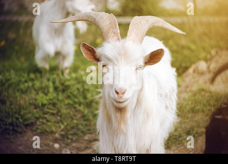 Eine weiße schöne Ziege mit langen massiven Hörner mit gelben Augen steht auf einem Hintergrund der grünen Weide unter dem Rest der Herde an einem sonnigen Tag. Stockfoto