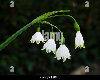 Nahaufnahme der Gruppe aus weißen und grünen Blüten Märzenbecher (Leucojum vernum) hängen von einer grünen Stengel Stockfoto