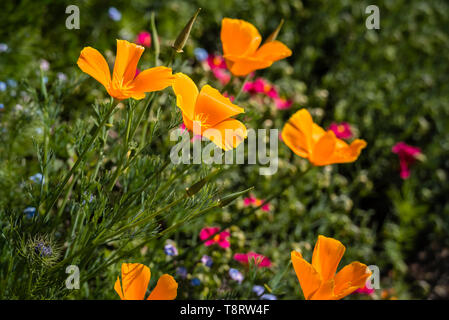 Golden gelb/orange California Poppies (Eschscholzia californica 'Orange King') in einer Blume Grenze. Stockfoto