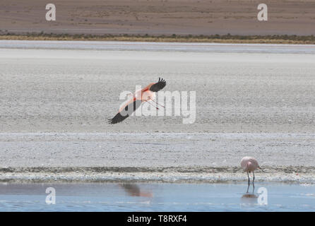 Flying James Flamingo (Phoenicoparrus jamesi), Eduardo Avaroa National Reserve, Salar de Uyuni, Bolivien Stockfoto