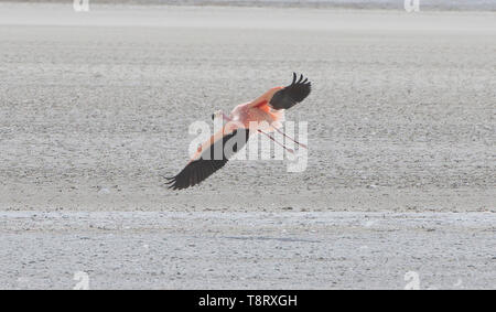Flying James Flamingo (Phoenicoparrus jamesi), Eduardo Avaroa National Reserve, Salar de Uyuni, Bolivien Stockfoto
