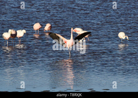 Strutting James Flamingo (Phoenicoparrus jamesi), Eduardo Avaroa National Reserve, Salar de Uyuni, Bolivien Stockfoto