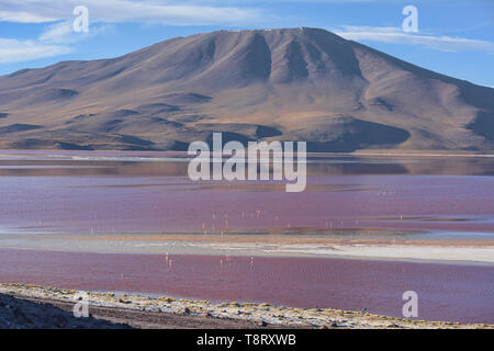 Eine Extravaganz von James, Anden, und chilenische Flamingos an der Laguna Colorada, Salar de Uyuni, Bolivien Stockfoto