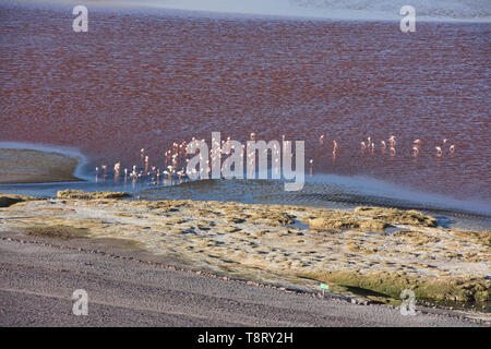 Eine Extravaganz von James, Anden, und chilenische Flamingos an der Laguna Colorada, Salar de Uyuni, Bolivien Stockfoto