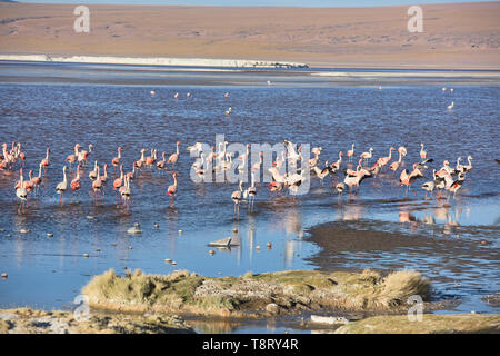 Eine Extravaganz von James, Anden, und chilenische Flamingos an der Laguna Colorada, Salar de Uyuni, Bolivien Stockfoto