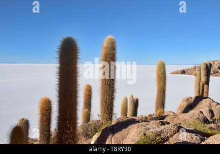 Riesige cardon Kakteen (echinopsis Atacamensis) auf Isla Incahuasi, Salar de Uyuni, Bolivien Stockfoto