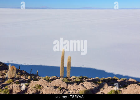 Riesige cardon Kakteen (echinopsis Atacamensis) auf Isla Incahuasi, Salar de Uyuni, Bolivien Stockfoto