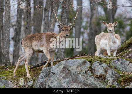 Damwild (Dama Dama) im Frühjahr Stockfoto