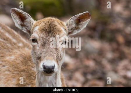 Damwild (Dama Dama) im Frühjahr Stockfoto