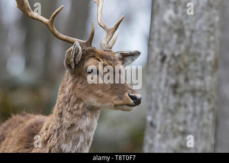 Damwild (Dama Dama) im Frühjahr Stockfoto