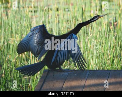 Der Australasian Darter Bird mit ausgestreckten Flügeln zum Trocknen streckt deinen Hals aus und breitet deine Perücken aus Stockfoto