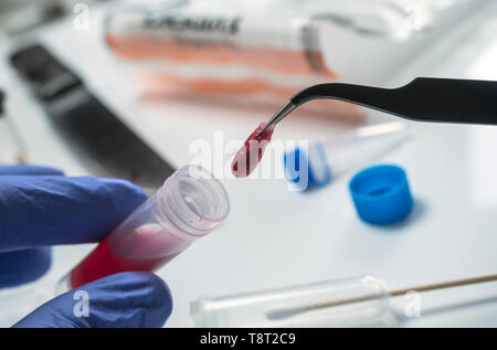 Polizei Experte Auszüge Spuren von Blut in einen Tupfer für die Analyse im Labor Wissenschaftler Stockfoto