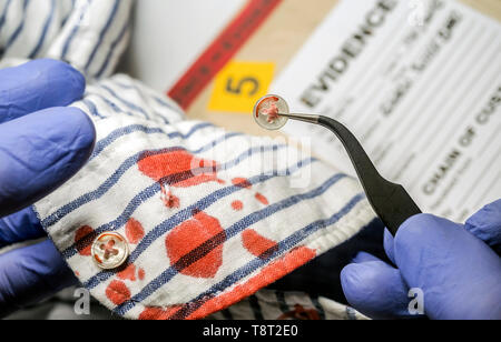 Polizei Experte untersucht Blut in einer Schaltfläche aus einem Hemd zum Schauplatz eines Verbrechens Stockfoto