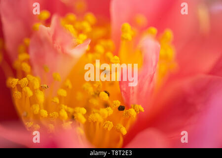 Eine Nahaufnahme eines Camellia Stockfoto