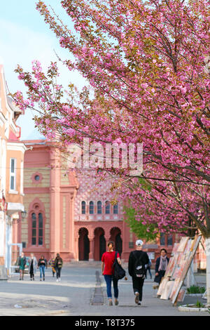 Pink sakura Kirschblüte im Zentrum von Uzhgorod in der Nähe von Transkarpatien regionale Philharmoniker Gebäude, Ukraine Stockfoto