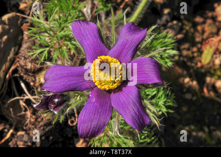 Pulsatilla, einsame Pasque flower in voller Blüte Stockfoto