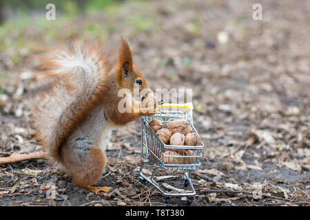 Eichhörnchen nicht Einkaufen mit den kleinen Warenkorb voller Walnüsse Stockfoto