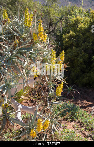 Aloidendron dichotomum, (Aloe dichotoma, der Köcherbaum) in Blüte. Nahaufnahme auf gelbe Blumen in den frühen Winter, Karoo Wüste Nationalen Botanischen Garten, Nicht Stockfoto