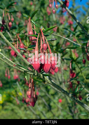 Chilenische Laterne baum Crinodendron hookerianum Stockfoto