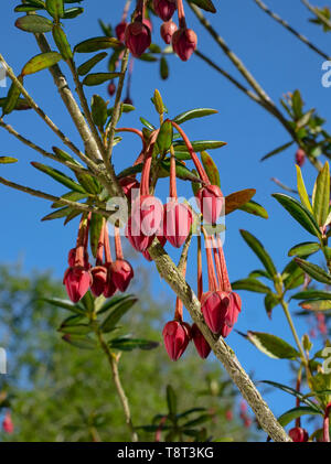 Chilenische Laterne baum Crinodendron hookerianum Stockfoto