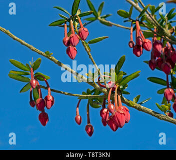 Chilenische Laterne baum Crinodendron hookerianum Stockfoto