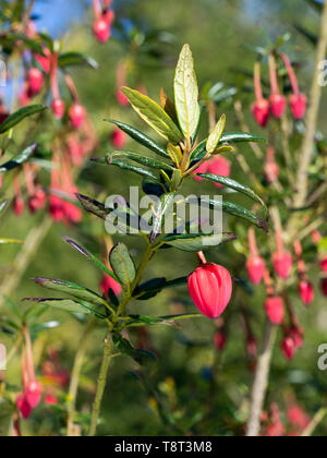 Chilenische Laterne baum Crinodendron hookerianum Stockfoto