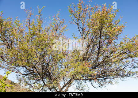 Sweet Thorn Tree (Vachellia Karroo, Acacia Karroo) mit getrockneten Samenkapseln, Nahaufnahme der Thorn detail, heimischen Baum, Western Cape Südafrika Stockfoto