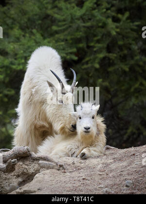 Bergziegen - Mama und Baby Ziegen zusammen Stockfoto