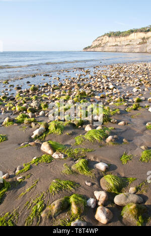 Shanklin Strand in Richtung Klopfen Klippe auf der Suche an einem sonnigen Frühling Morgens von einem niedrigen Winkel bei Ebbe aufgenommen Stockfoto