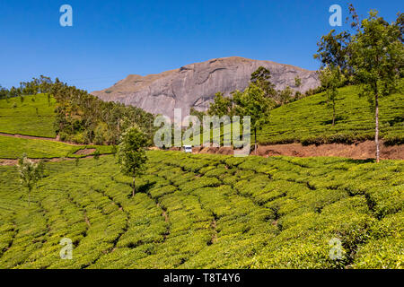 Horizontale Ansicht der Anamudi Peak mit den Teeplantagen in Eravikulam Nationalpark in Munnar, Indien. Stockfoto