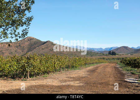 Malerischer Blick auf Weinberge auf Bon Courage Weingut mit dem Riviersonderend Bergen, Robertson Valley, Western Cape Town, Südafrika Stockfoto