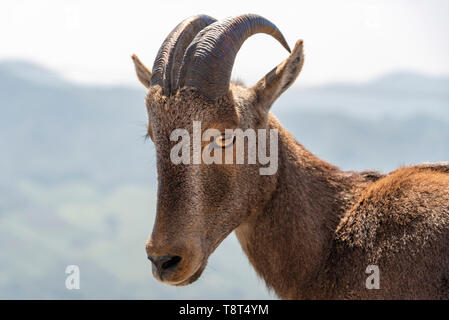 Horizontale Nahaufnahme eines Nilgiri Tahr in Indien. Stockfoto