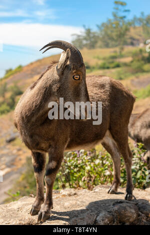 Vertikale Nahaufnahme eines Nilgiri Tahr in Indien. Stockfoto