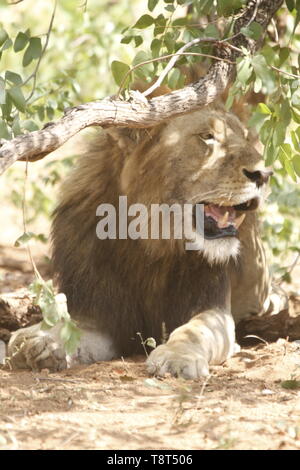 Männliche Löwe sitzend unter Bush Stockfoto