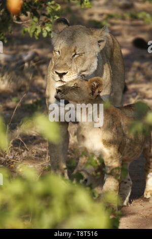 Löwin mit ihr Junges, Zärtlich Stockfoto