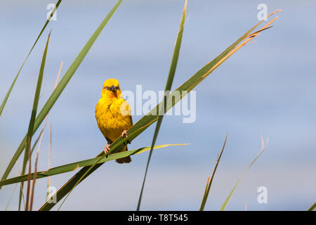 Cape Weaver (Ploceus capensis) Mann in gelb Zucht Gefieder thront auf einem Reed auf einem Damm, Western Cape, Südafrika im Frühjahr, Abendlicht Stockfoto