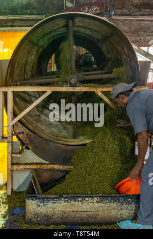 Vertikale Ansicht eines Arbeitnehmers an einer Teefabrik in Munnar, Indien. Stockfoto