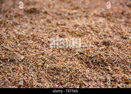 Horizontale Nahaufnahme von losen Tee am Ende der Produktionslinie in einer Teefabrik in Munnar, Indien. Stockfoto