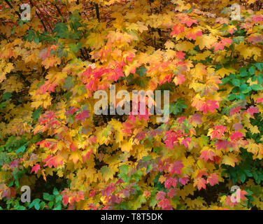 USA; Washington; Wenatchee National Forest; Herbst gefärbten Reben Ahorn. Stockfoto