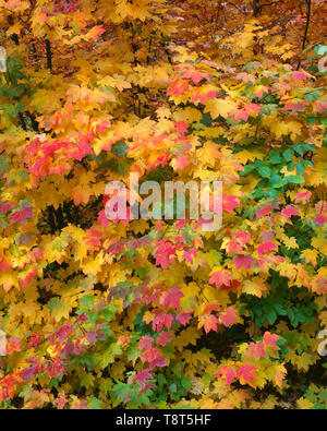 USA; Washington; Wenatchee National Forest; Herbst gefärbten Reben Ahorn. Stockfoto