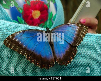 Morpho peleides Schmetterling auf dem Arm, Ansicht schließen Stockfoto