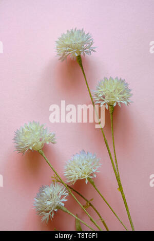 Lila Blumen gegen Pastell rosa Hintergrund. Flach, Ansicht von oben. Stockfoto
