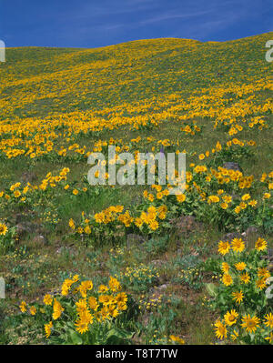 USA; Washington; Columbia River Gorge National Scenic Area; Feder Blüte von Arrowleaf balsamroot und zerstreute Lupin in die Columbia Hills. Stockfoto