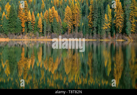 USA, Washington, Colville National Forest, Herbst farbigen westlichen Lärche Bäume und immergrüne Koniferen in kleinen See widerspiegeln. Stockfoto