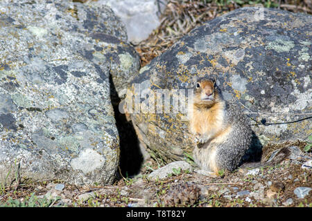 Einen kleinen kolumbianischen Erdhörnchen erscheinen etwas von ähnlichen farbigen Felsen im Norden von Idaho camoflauged. Stockfoto