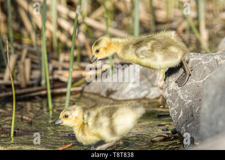 Ein paar Gänschen springen ins Wasser an Manito Park in Spokane, Washington. Stockfoto