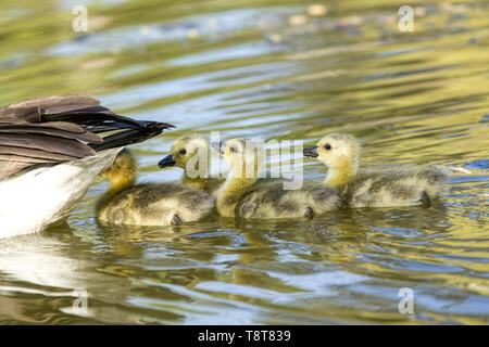 Vier süßen Gänschen schwimmen hinter ihrer Mutter an Manito Park in Spokane, Washington. Stockfoto