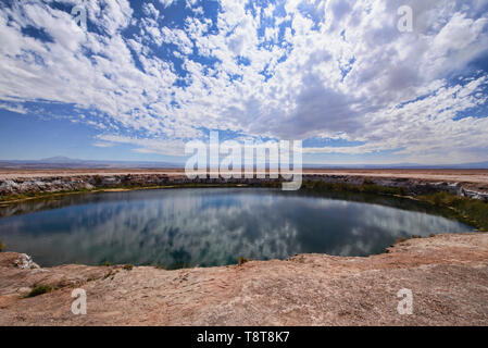 Ojos de Salar Süßwasser-Pool in der Wüste, San Pedro de Atacama, Chile Stockfoto