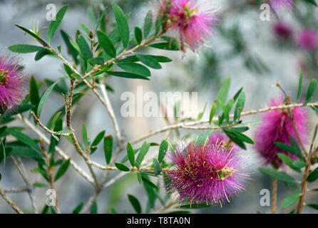 Lemon Flasche mit Bürste aus Australien Stockfoto